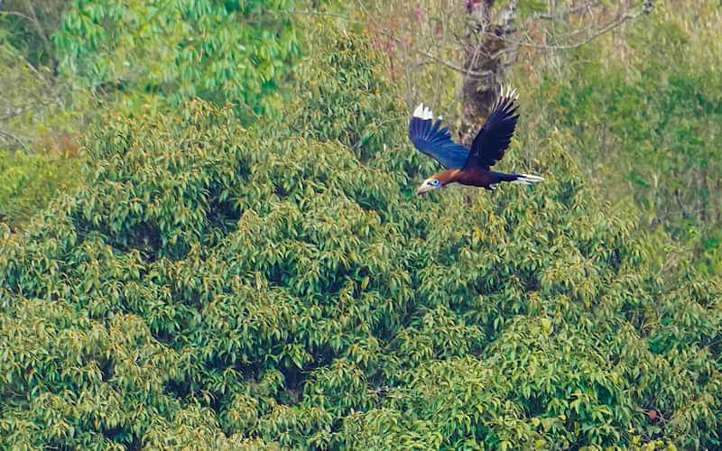 首席总裁太缠人